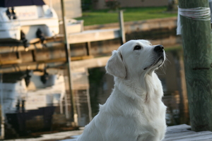 english cream golden retriever